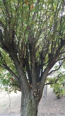 Robinia pseudoacacia