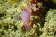 Hypselodoris bullockii