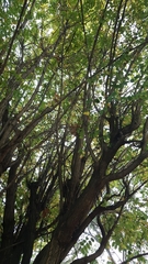 Robinia pseudoacacia