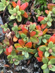 Rhododendron lapponicum