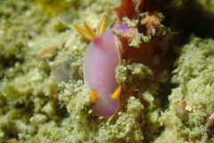 Hypselodoris bullockii