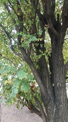 Robinia pseudoacacia