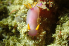 Hypselodoris bullockii