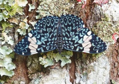 Hamadryas amphinome amphinome