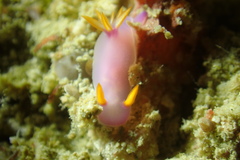 Hypselodoris bullockii