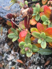 Rhododendron lapponicum