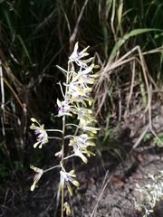 Dendrobium canaliculatum