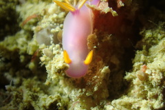 Hypselodoris bullockii