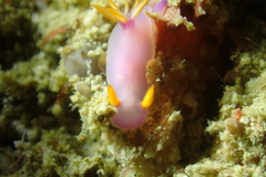 Hypselodoris bullockii