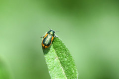 Smaragdina limbata