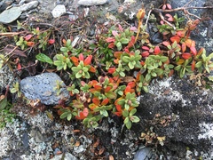 Rhododendron lapponicum