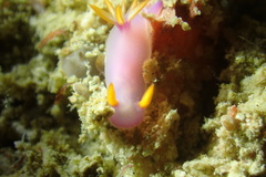 Hypselodoris bullockii