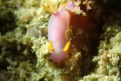 Hypselodoris bullockii