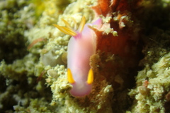 Hypselodoris bullockii