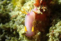Hypselodoris bullockii