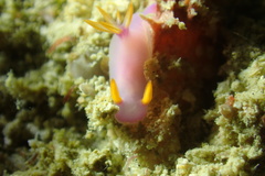 Hypselodoris bullockii