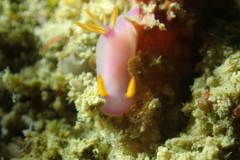 Hypselodoris bullockii