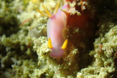 Hypselodoris bullockii