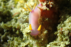 Hypselodoris bullockii