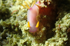 Hypselodoris bullockii