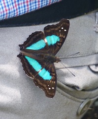 Doxocopa laurentia laurentia