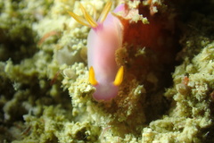 Hypselodoris bullockii