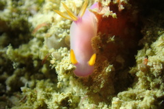 Hypselodoris bullockii