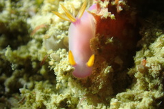 Hypselodoris bullockii