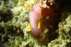 Hypselodoris bullockii