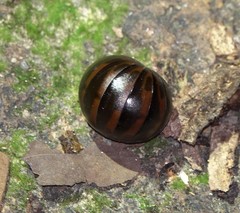 Zephronia profuga