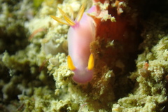 Hypselodoris bullockii