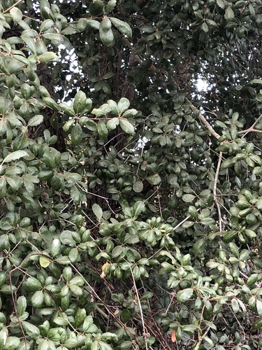 iNaturalist observation photo of coast live oak
