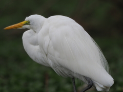 Ardea alba