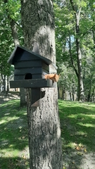 Sciurus vulgaris