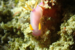 Hypselodoris bullockii