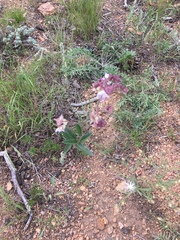 Mirabilis hirsuta