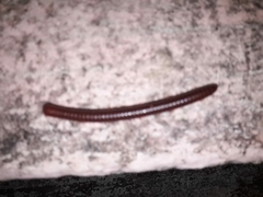 Trigoniulus corallinus