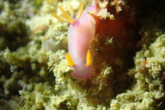 Hypselodoris bullockii