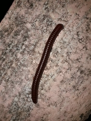 Trigoniulus corallinus