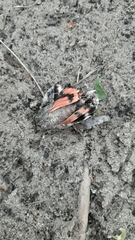 Catocala nupta