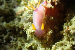 Hypselodoris bullockii