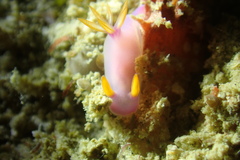 Hypselodoris bullockii