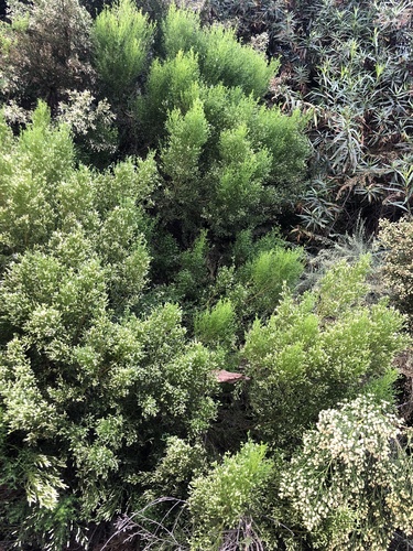 iNaturalist observation photo of Desert Broom
