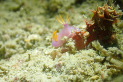 Hypselodoris bullockii