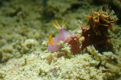 Hypselodoris bullockii