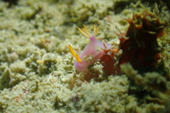 Hypselodoris bullockii