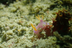 Hypselodoris bullockii