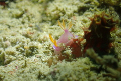 Hypselodoris bullockii
