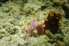 Hypselodoris bullockii