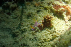 Hypselodoris bullockii